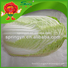 Hot sell fresh cabbages jade cabbage
